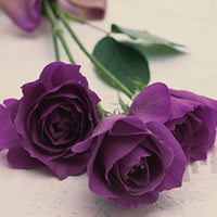 Violet rose wachsend in container