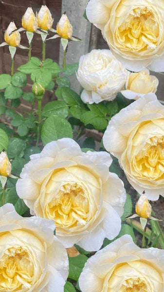 Creme kletternd mehrjährig Rose Blumensamen zur Aussaat Schnitt Blume beliebt Traditionssorte & ohne Gentechnik Samen Hausgarten