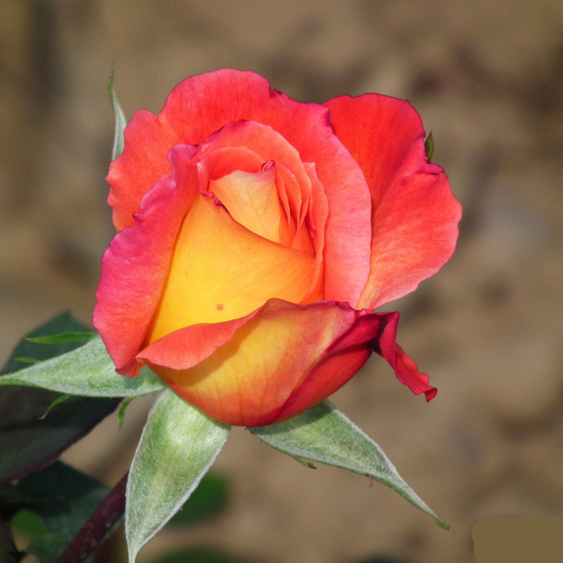 Gelb rot rose blume samen for anpflanzung - hardy variety, heirloom & gmo free samen for home garten
 
 sale for anpflanzung in home garten