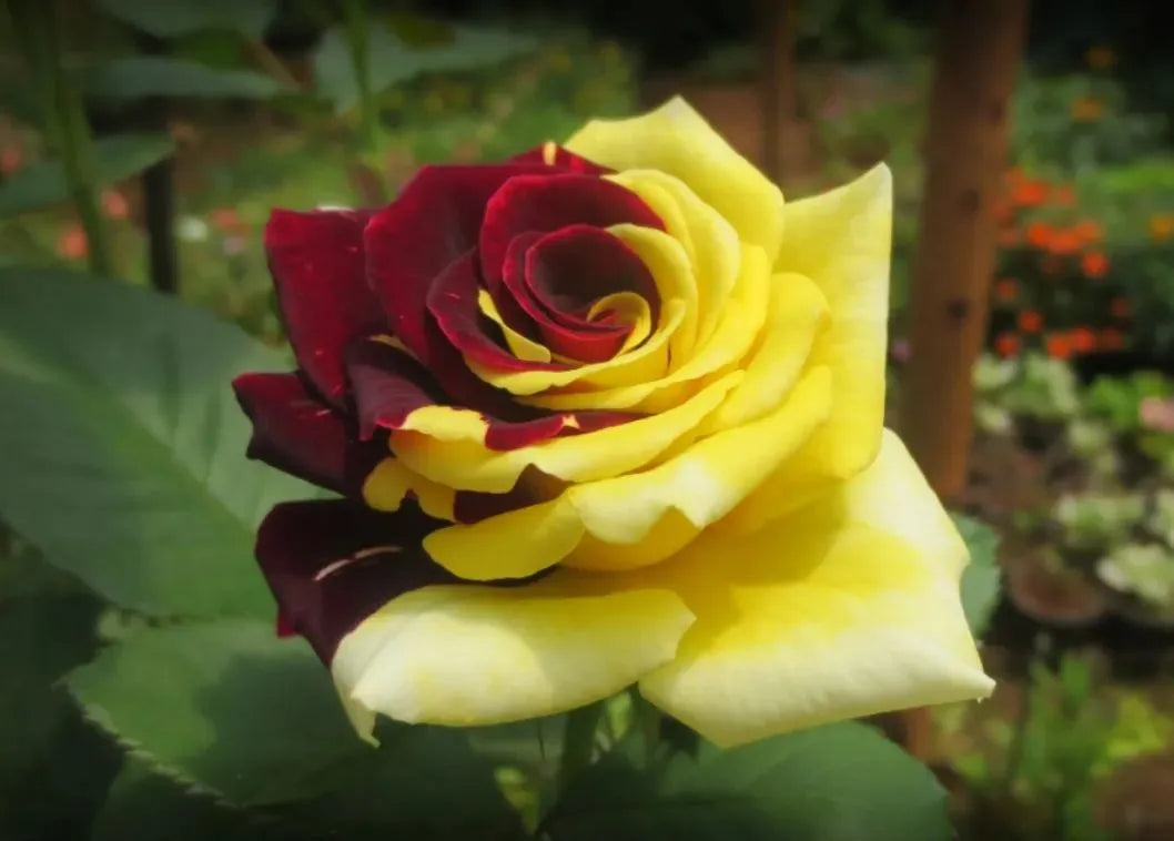 Close-up of rot and gelb rose petals