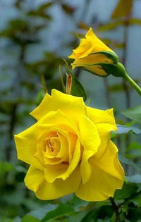Gelb rose blumen blooming in a garten