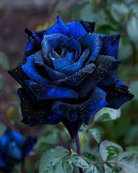 Blau schwarz roses planted along garten border