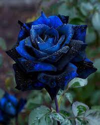 Blau schwarz roses planted along garten border