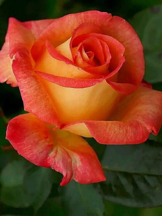 Light orange roses planted along garten border