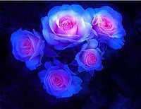Rosa & blau roses planted along garten border