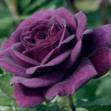 Violet roses planted along garten border