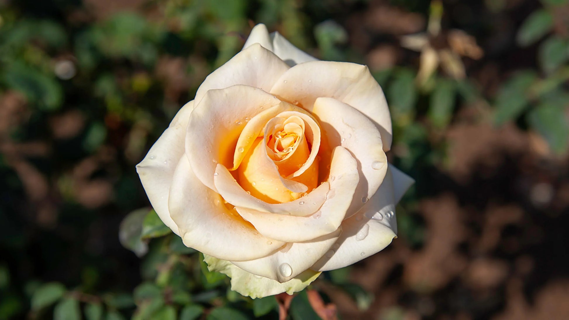 Cream roses blooming in garten bed