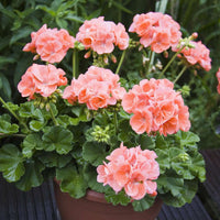 Potted rose geranium pflanze with rosa blooms