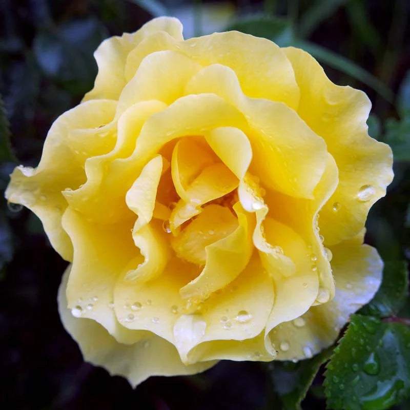 Goldish Gelb Rose Blumensamen zur Aussaat – Drought verträglich – Traditionssorte & ohne Gentechnik Samen Hausgarten