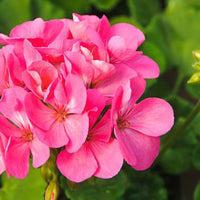 Rose mix geranium samen for anpflanzung