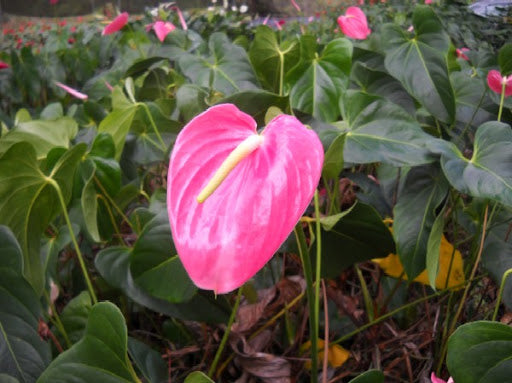 Rose rosa anthurium garten samen for home decor