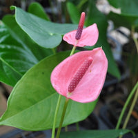 Rose rosa anthurium samen for perennial anpflanzung