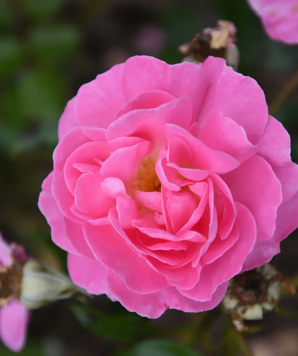 Rosa Damask Blumensamen zur Aussaat – einjährig Blüten