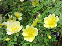 Gelb manchu rose seedlings wachsend from quality samen