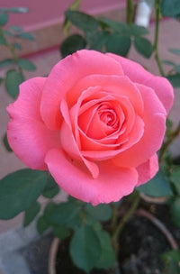 How to grow soft rosa rose blumen