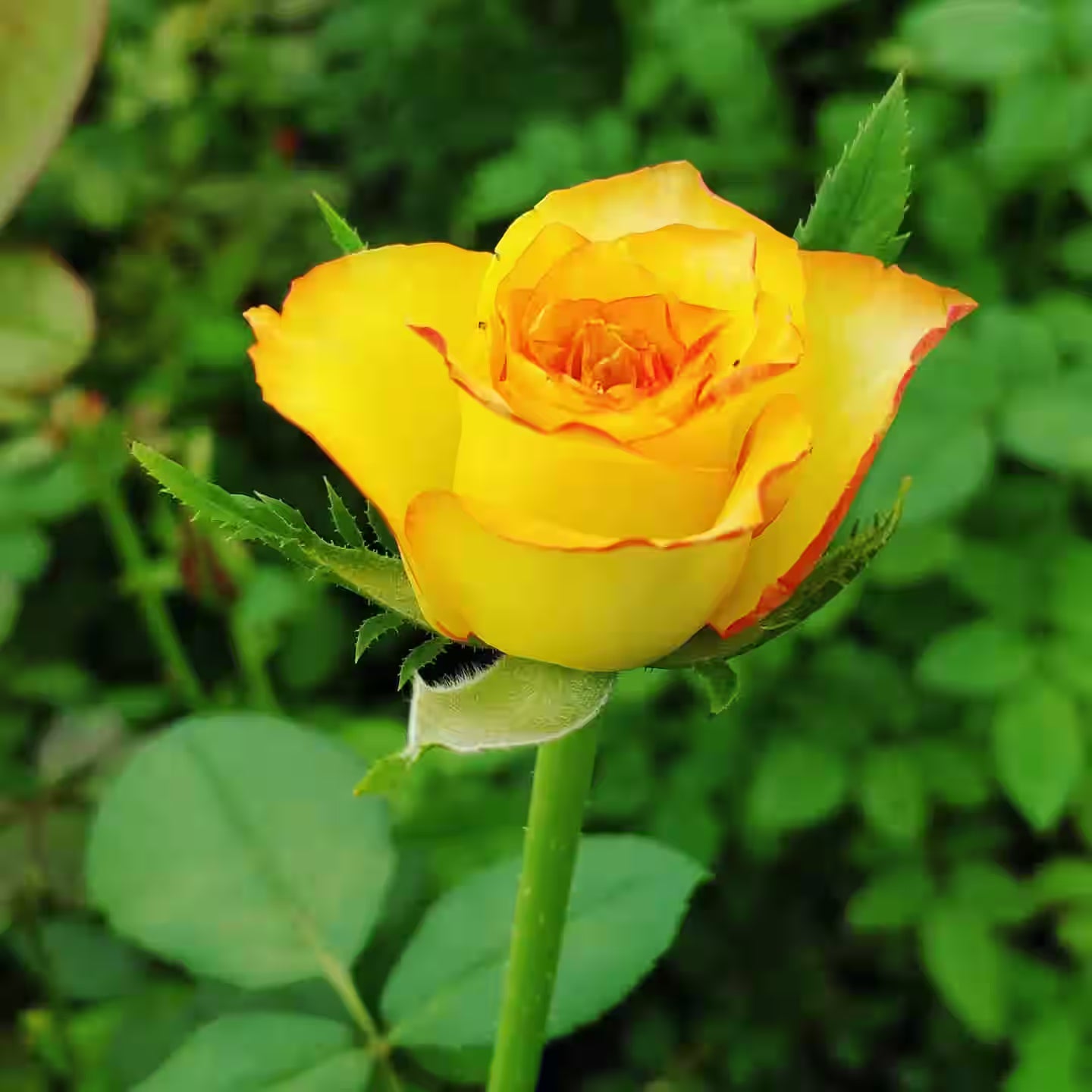 Potted gelb rose pflanze with golden petals