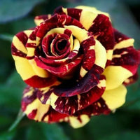 Rot gelb roses along garten borders