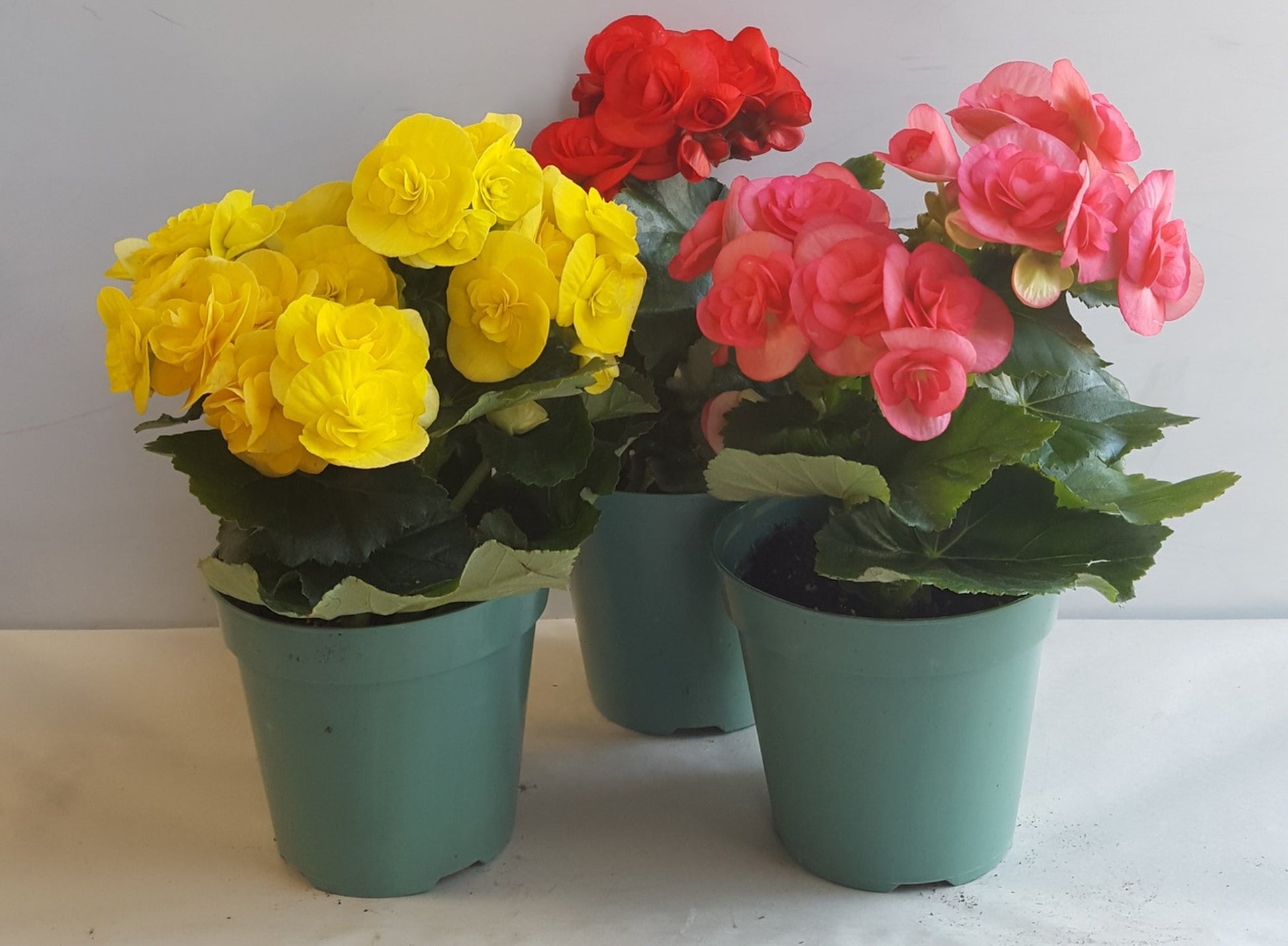 Rose rieger begonia blume samen for anpflanzung