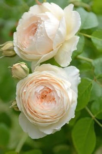 Cream rose seedlings wachsend from samen