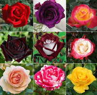 Rose seedlings keimend from mixed colour rose samen