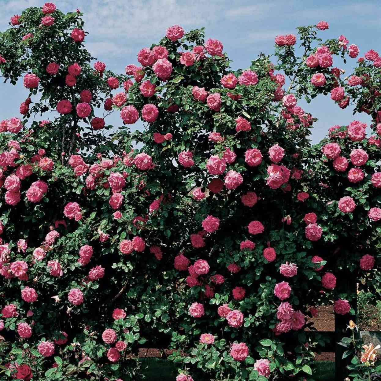 Climbing rose seedlings wachsend from samen