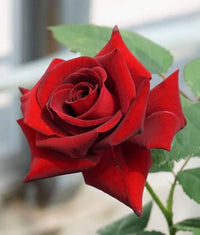 Rose samen for töpfen and containers