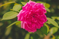 Damask rose samen for low-maintenance garten anpflanzung
