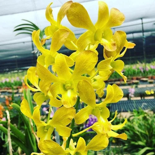 Gelb Dendrobium Orchidee Blumensamen zur Aussaat – sonnenliebend – Traditionssorte & ohne Gentechnik Samen Hausgarten