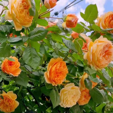 dunkel Orange kletternd Rose Samen Blumensamen zur Aussaat robust Sorte Traditionssorte & ohne Gentechnik Samen Hausgarten