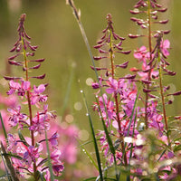 Willowherb Blumensamen zur Aussaat – duftend Blüten – Traditionssorte & ohne Gentechnik Samen Hausgarten