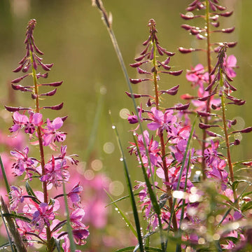 Willowherb Blumensamen zur Aussaat – duftend Blüten – Traditionssorte & ohne Gentechnik Samen Hausgarten