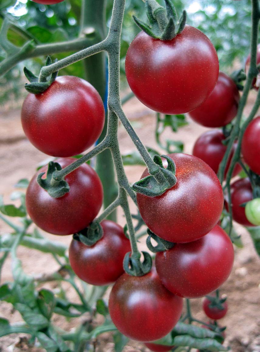 Rosella tomato samen solanum lycopersicum für aussaat