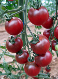 Rosella tomato samen solanum lycopersicum für aussaat