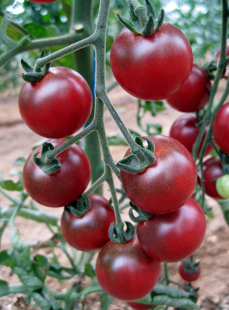 Rosella tomato samen solanum lycopersicum für aussaat