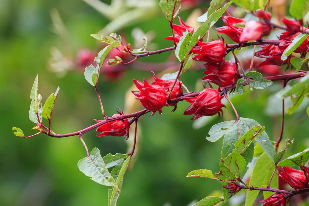 Roselle sabdariffa pflanzen wachsend in garten