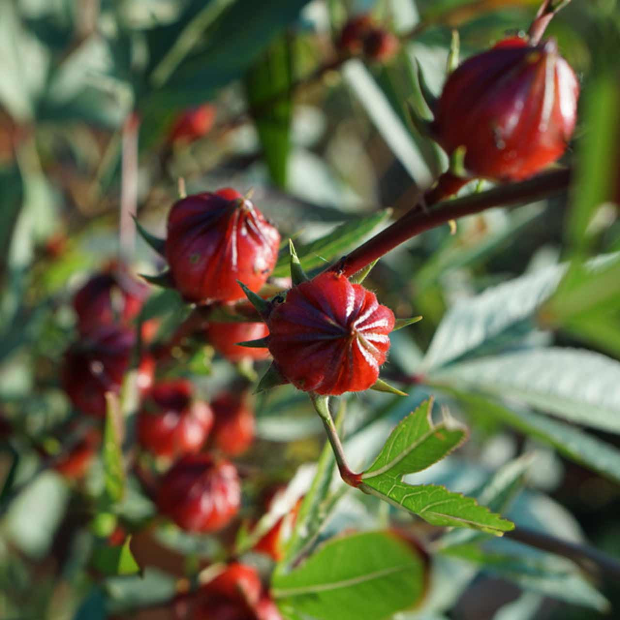 Roselle Hibiscus cream Blumen attracting pollinators from Samen