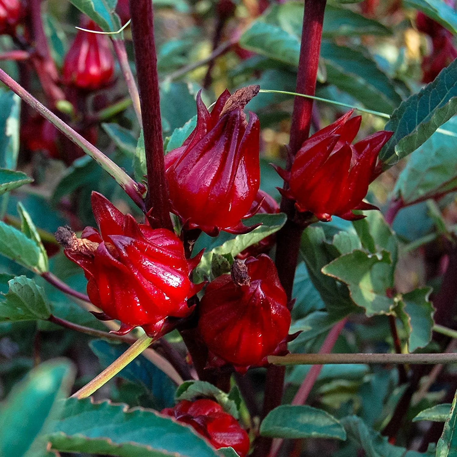 Sorrel Blume Samen zur Aussaat – Anzucht Fresh Herbs at Haus
