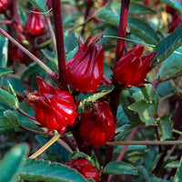 Sorrel Blume Samen zur Aussaat – Anzucht Fresh Herbs at Haus