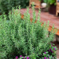 Rosemary Pflanzen Thriving in Sunny Outdoor Garten