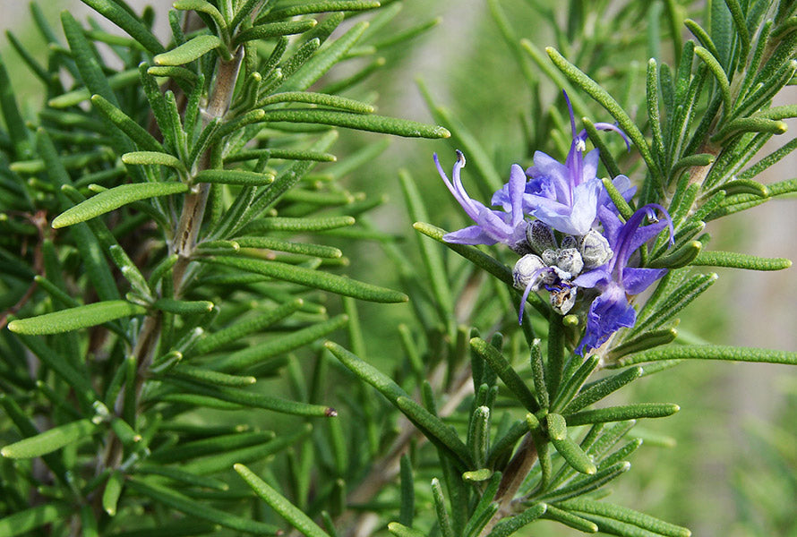 Rosemary Samen Germinating in Well-Drained Soil