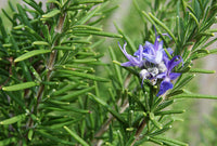 Rosemary Samen Germinating in Well-Drained Soil