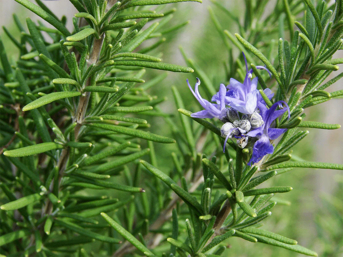 Rosemary Samen Germinating in Sandy Soil