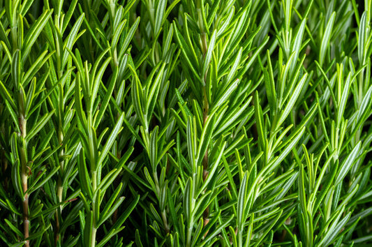 Rosemary Rosmarinus officinalis Kraut Samen for Aussaat