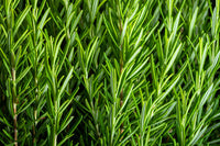 Rosemary Rosmarinus officinalis Kraut Samen for Aussaat