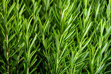 Rosemary Rosmarinus officinalis Kraut Samen for Aussaat