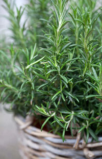 Young Rosemary Seedlings Anbau Indoors