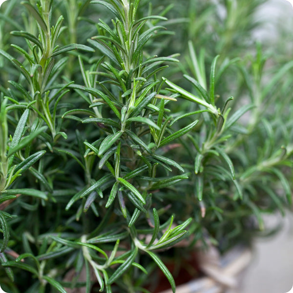 Rosemary Samen Rosmarinus officinalis evergreen aromatic Pflanze