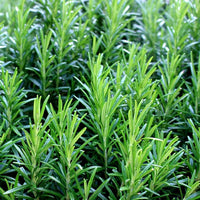 Sun-loving perennial Rosemary grown from Samen