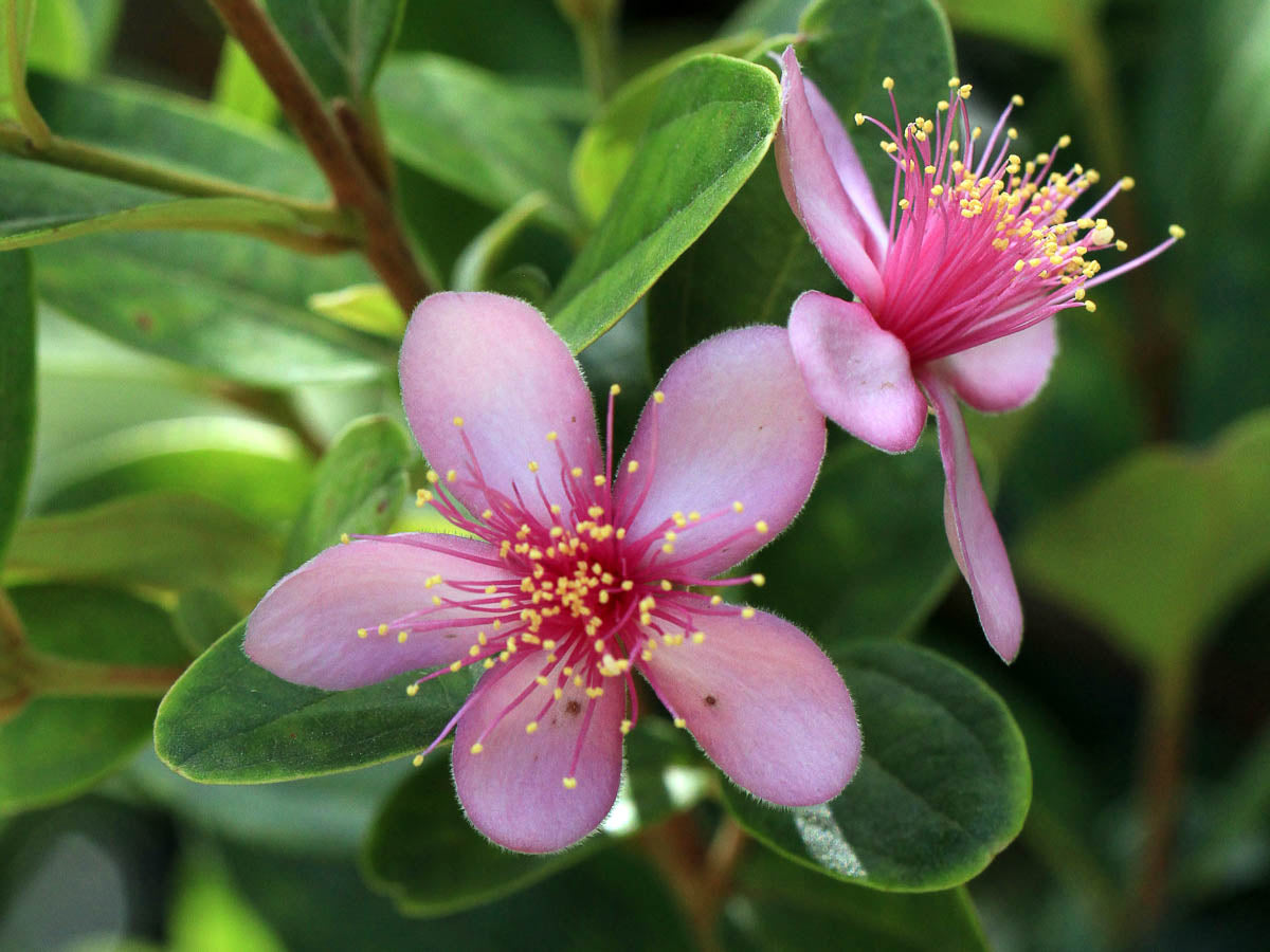 Myrtle Blumensamen zur Aussaat – duftend Blüten – Traditionssorte & ohne Gentechnik Samen Hausgarten
