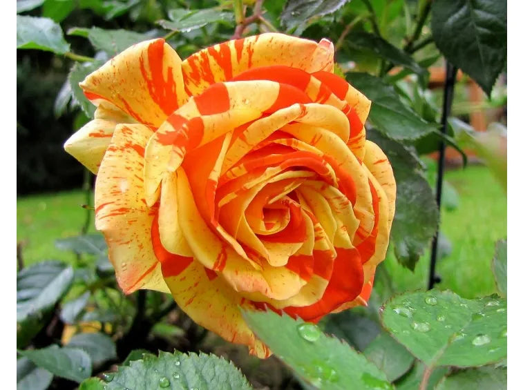 Gelb Orange Rose Blumensamen zur Aussaat – ideal Rabatten – Traditionssorte & ohne Gentechnik Samen Hausgarten